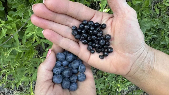 Why do wild and cultivated blueberries have nothing in common 01 08 2024